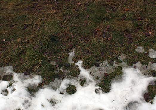 TREATING SNOW MOULD IN YOUR SPRING LAWN